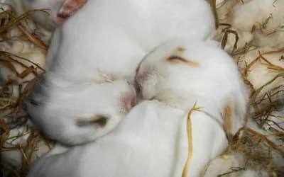 The Dynamics Between Moon and Moon in Synastry: Instinctive Bond