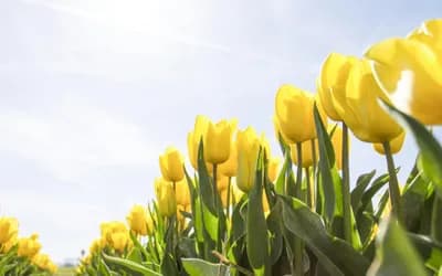 Conscious Emotional Processing : The Transit of the Sun on the Natal Moon