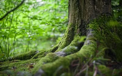 Embracing the Grounded Power of the New Moon in Taurus