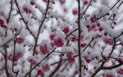 March 2026: Emotional Tides Rising Toward Bold Reinvention