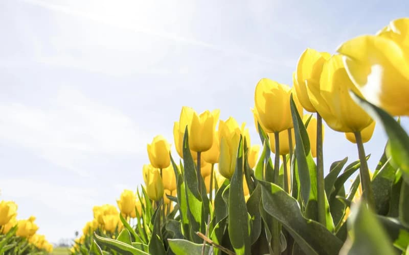 Conscious Emotional Processing : The Transit of the Sun on the Natal Moon