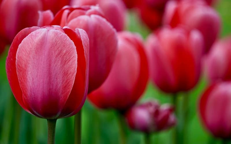 Seeds of Courage: A Cycle of Bold Starts of the New Moon in Aries